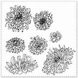 Crizanteme Colorat Planse sketch template