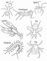Coloring Arthropod Arthropods Centipede Insect Worksheets Color Insects Pages Printable Body Thorax Abdomen Head Colouring Parts Anatomy Preschool Biologycorner Noncommercial sketch template