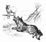 Sheep Wolf Wolves Sheepdog Coloring Pages Watching Illustration Lewis Part Animals Lying Ground Choose Board Manliness sketch template