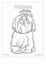 Shih Tzu Coloring Maltese Pages Puppy Drawing Kids Getdrawings Smalldogplace sketch template