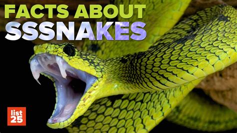shocking snake facts youtube