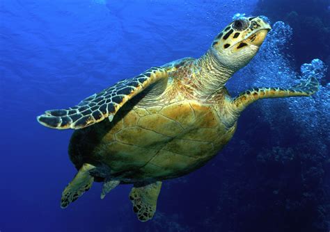 hawksbill turtle sea turtles species wwf