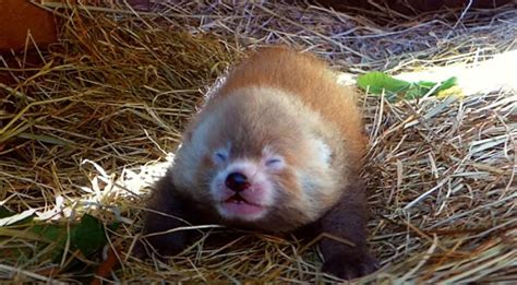 video red panda born  dutch safari park nl times