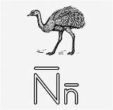 Nandu Letra Para Colorear Clipart Notebook Ostrich Flightless Emu Common Coloring Bird Drawing Svg Vector Jarra Letter Yate Pngkit Related sketch template