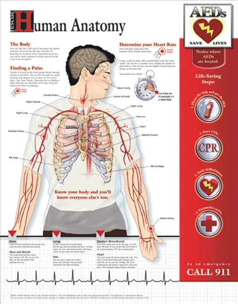 human anatomy poster clinical charts  supplies