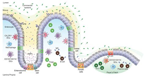 frontiers intestinal antimicrobial peptides  homeostasis infection  disease