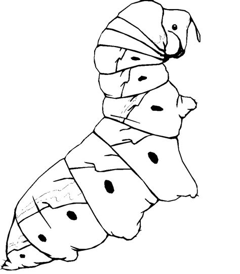 kids  funcom  coloring pages  insects