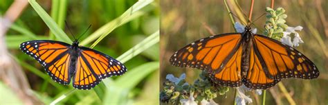 Is That A Viceroy Or A Monarch Flying By Indiana Dunes