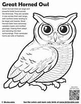 Coloring Owl Pages Great Horned Printable Color Birdorable Coloringbay Sheets Getcolorings Bird Authentic sketch template