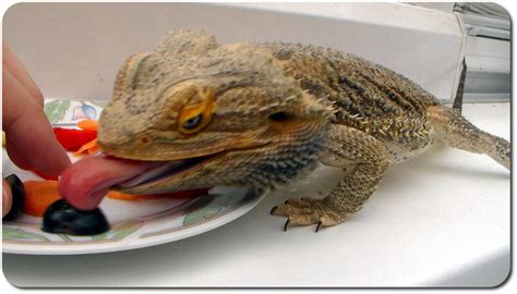 eating dragon  spynder  deviantart