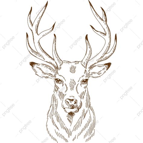 deer draw vector design images engraving drawing  deer hunting