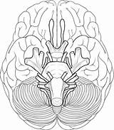 Cranial Nerves Brain Coloring Anatomy Nerve Sheet Pages Diagram Sheep System Human Blank Drawing Worksheet Educational Works Color Number Biologycorner sketch template