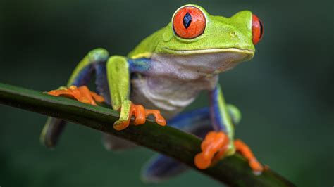 red eyed tree frog care sheet pet guide frogpets