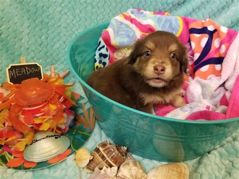 shamrock rose aussies ﻿ exciting news 2 litters welcome to shamrock rose aussies all