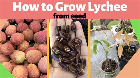 grow lychee  seed youtube