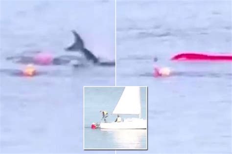 Shark Attack News Views Gossip Pictures Video Mirror Online