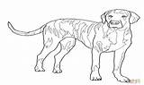Coloring Dog Pages Coon Hound Plott Getcolorings Getdrawings sketch template