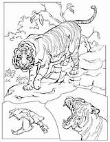 Coloring Pages Tigers Printable Lions Tiger Coloringpagesforadult Colouring sketch template