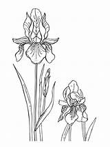 Iris Flower Pages Coloring Flowers Printable sketch template