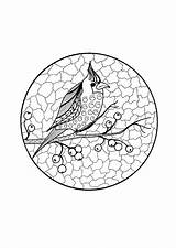 Coloring Adult Branch Cardinal Robin Printable Thriftyfun sketch template
