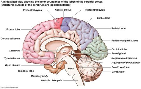 brain  introduction   anatomy mgh mapp