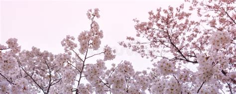 sakura cherry blossom banner size stock photo image  bright beauty
