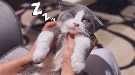 Kitten Falls Asleep During A Massage Youtube