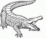 Crocodile Coloring Pages Kids Printable sketch template
