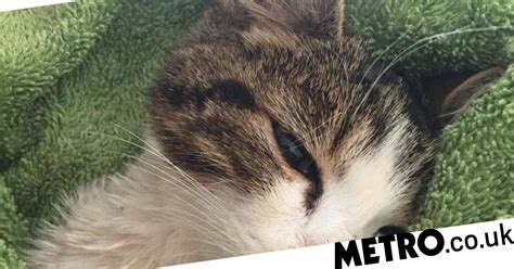 Tiny Kitten Left To Die After Having Testicles Cut Off With Scissors