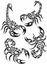 Scorpion Scorpio Scorpions Clipartbest Animaux sketch template