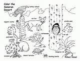 Biome Sonoran Ecosystem Desierto Exploringnature Coloringhome sketch template