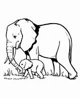Elephant Coloring Baby Drawing Elephants Pages Grass Color Kids Drawings Netart sketch template