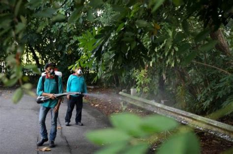 11 new zika cases bring total to 329 in s pore 8 pregnant