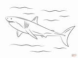 Shark Squalo Bianco Hai Tiburon Ausdrucken Haai Disegni Malvorlage Haifisch Haie Kostenlos Kleurplaat Ausmalbild Weisser Grote Animais Tekening Supercoloring Weißer sketch template