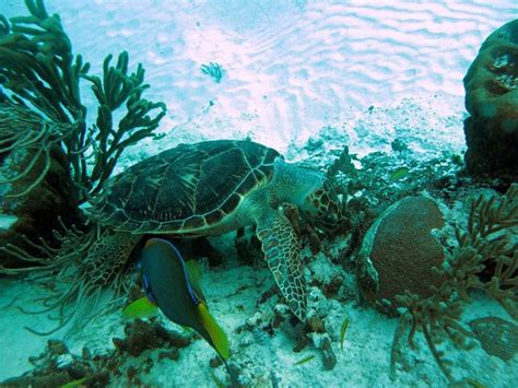 sea turtle eating  fish  phia flickr