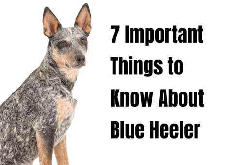 discover  fascinating facts   blue heeler