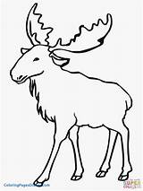 Moose Coloring Pages Elk Clipart Drawing Animal Line Outlines Printable Bull Color Kids Super Drawings sketch template