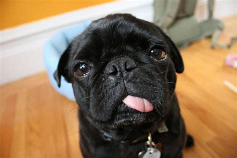 10 Things Only A Pug Owner Would Understand Pugs Are Awesome