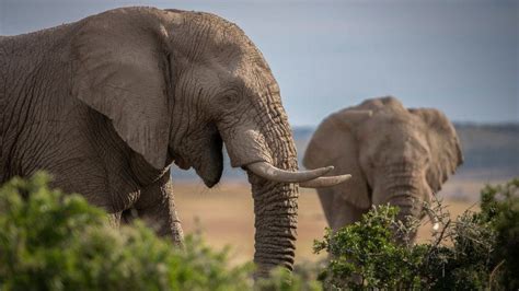 ivory seized decades   turning   raids bbc news