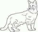 Cat Coloring Drawings Cats Pixie Bob Chat Dessin Bobcat Cliparts Une Pages Ragdoll Previous Library Clipart Fur Persian Pattern sketch template