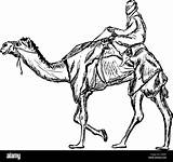 Camel Bedouin Illustration Drawing Clipart Riding Draw Stock Cartoon Caravan Background Vector Depositphotos Getdrawings Isolated Alamy Walk Colour Going Paint sketch template