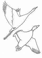 Birds Drawing Migration Coloring Bird Sheet Getdrawings sketch template