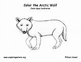 Arctic Tundra sketch template