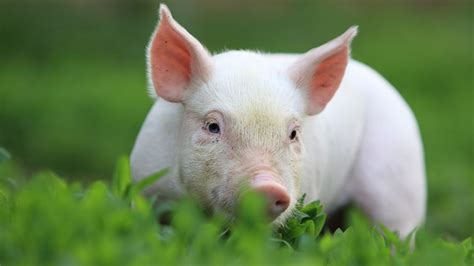 schwein haben geolino