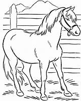 Kuda Mewarnai Binatang Belajar Halaman sketch template