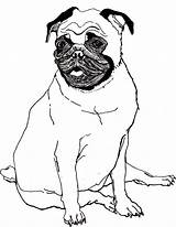 Pug Coloring Puppies Pugs Bestcoloringpagesforkids Zoe Ferrall sketch template