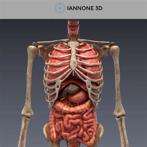 ideas  human male anatomy organs  model esl mockup