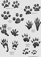 Footprint Squirrel Raccoon Guinea Footprints Forensic Coyote Plaster Ground Anyrgb Badger Mud sketch template