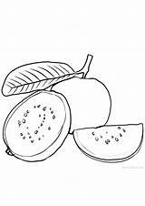Guava sketch template