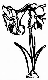 Amaryllis Coloring Pages Printables Flower sketch template